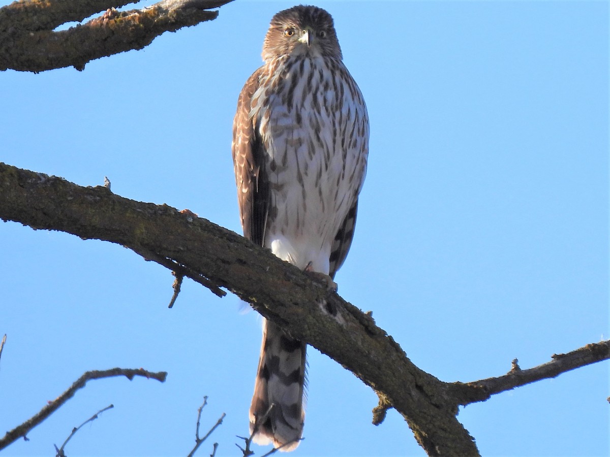 Cooper's Hawk - Ron Youngs