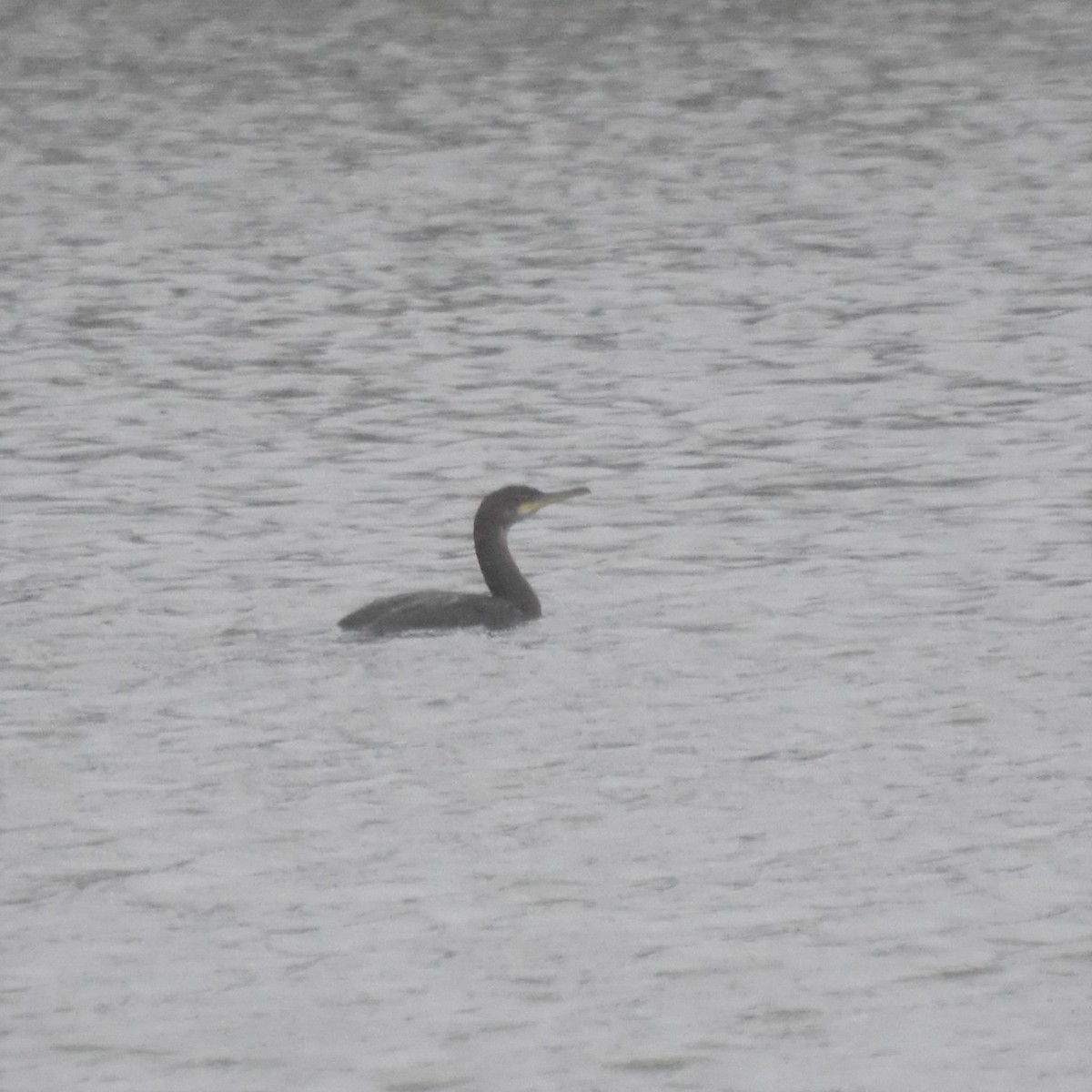 kormorán chocholatý - ML536142741