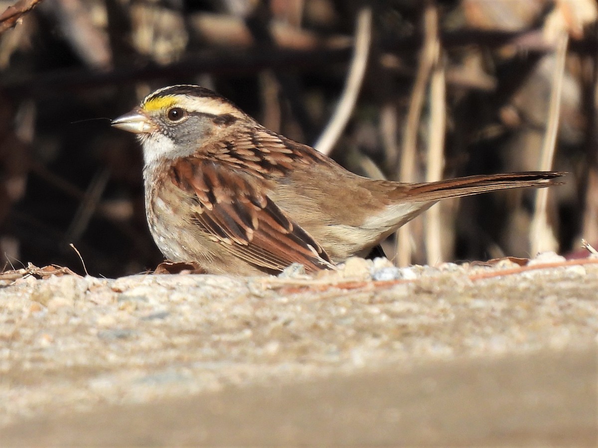 White-throated Sparrow - ML536142791