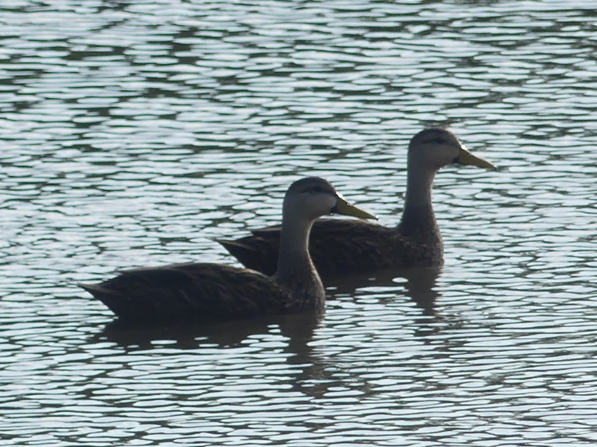 Mottled Duck - ML536143101