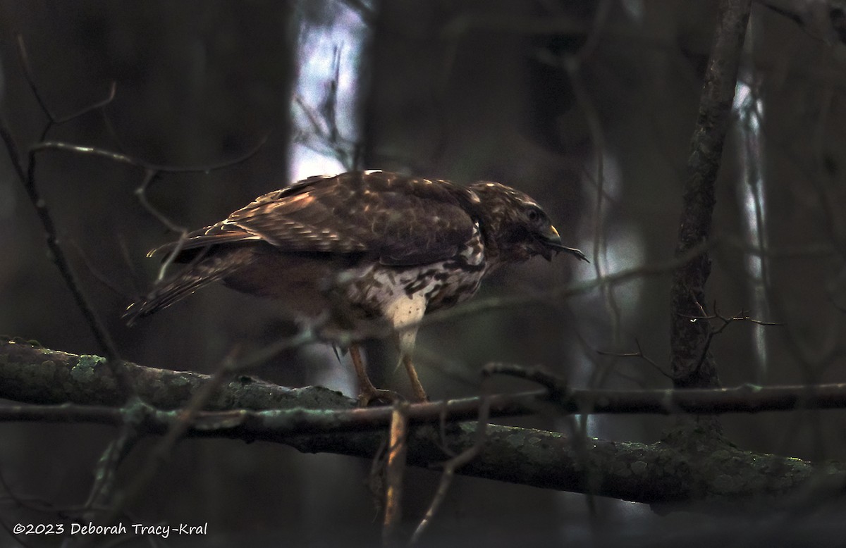 Red-shouldered Hawk - ML536143441