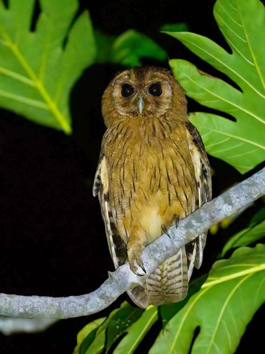 Jamaican Owl - Michele Kelly