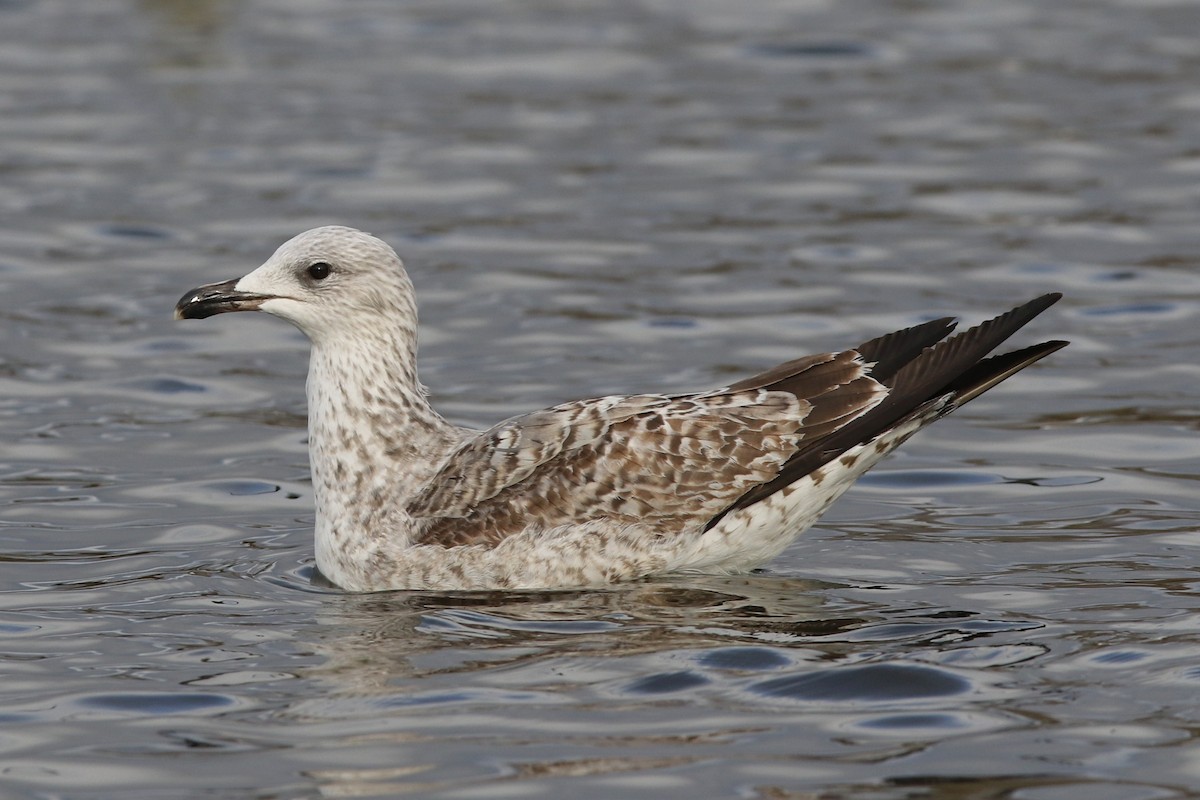 Yellow-legged Gull - ML536145651