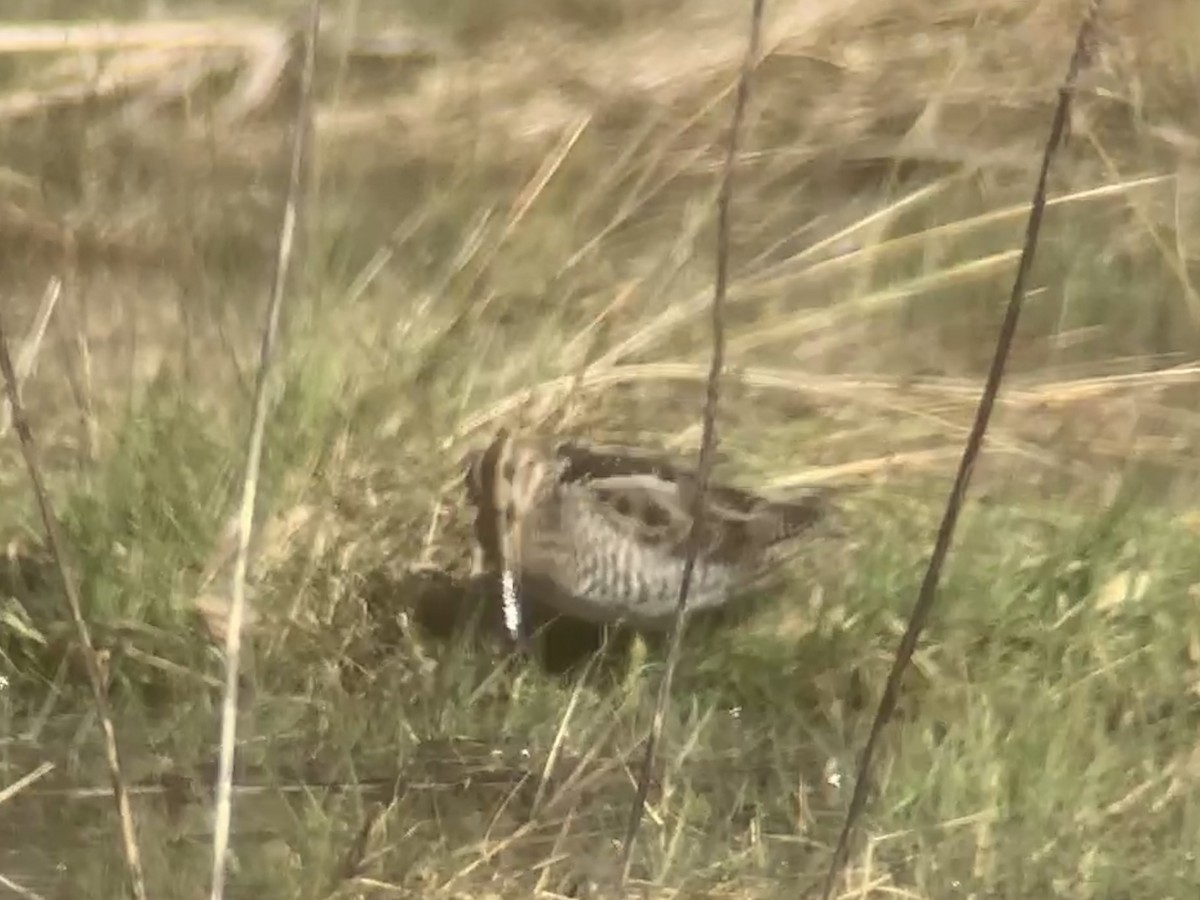 Wilson's Snipe - ML536148351