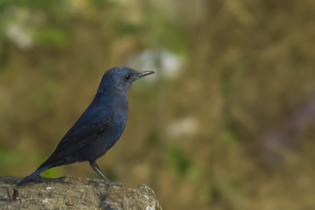 Blue Rock-Thrush - ML536148691