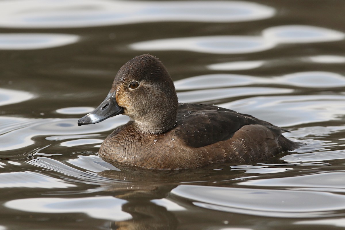 Ring-necked Duck - Richard Bonser