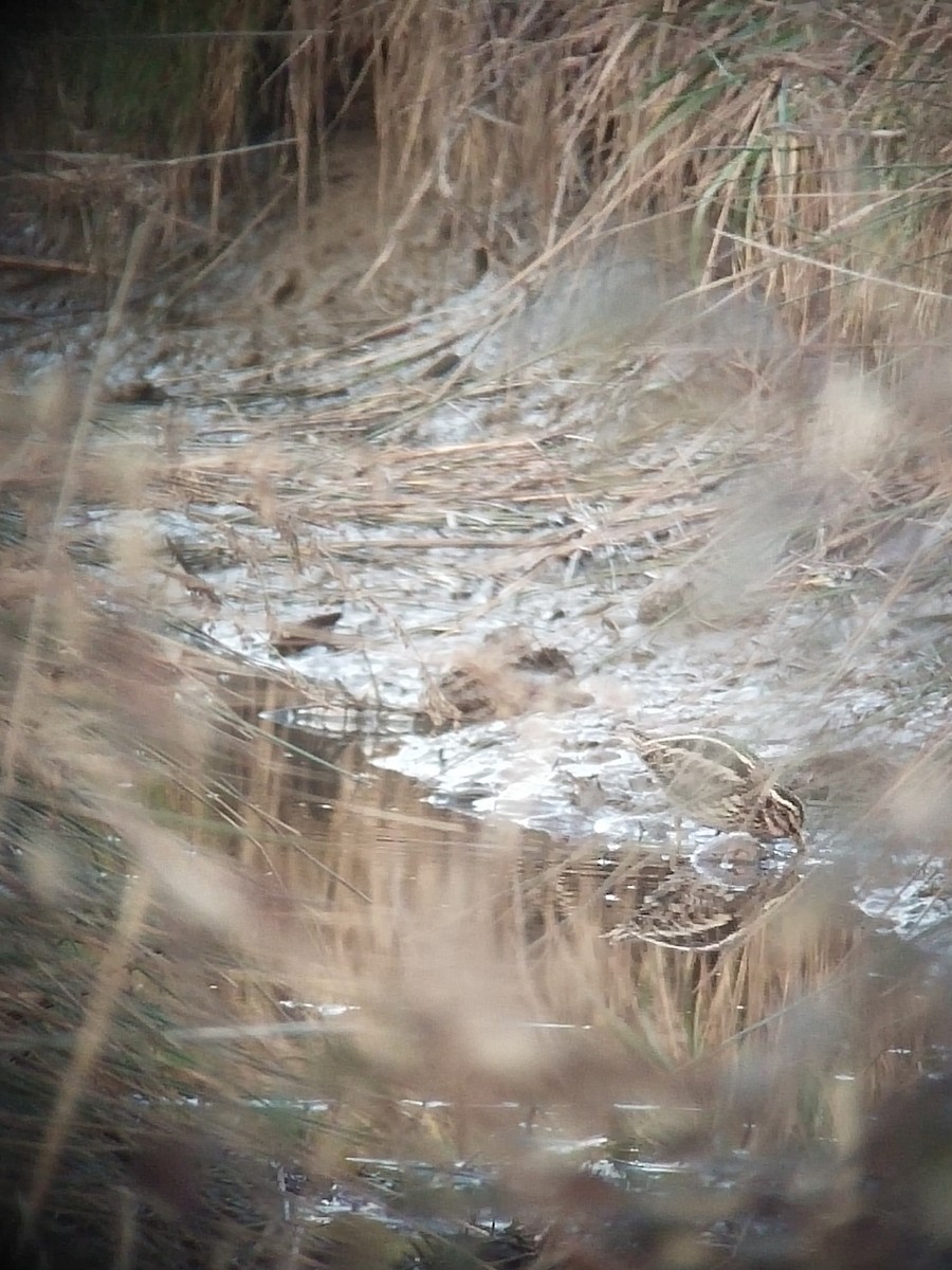 Jack Snipe - ML536151471