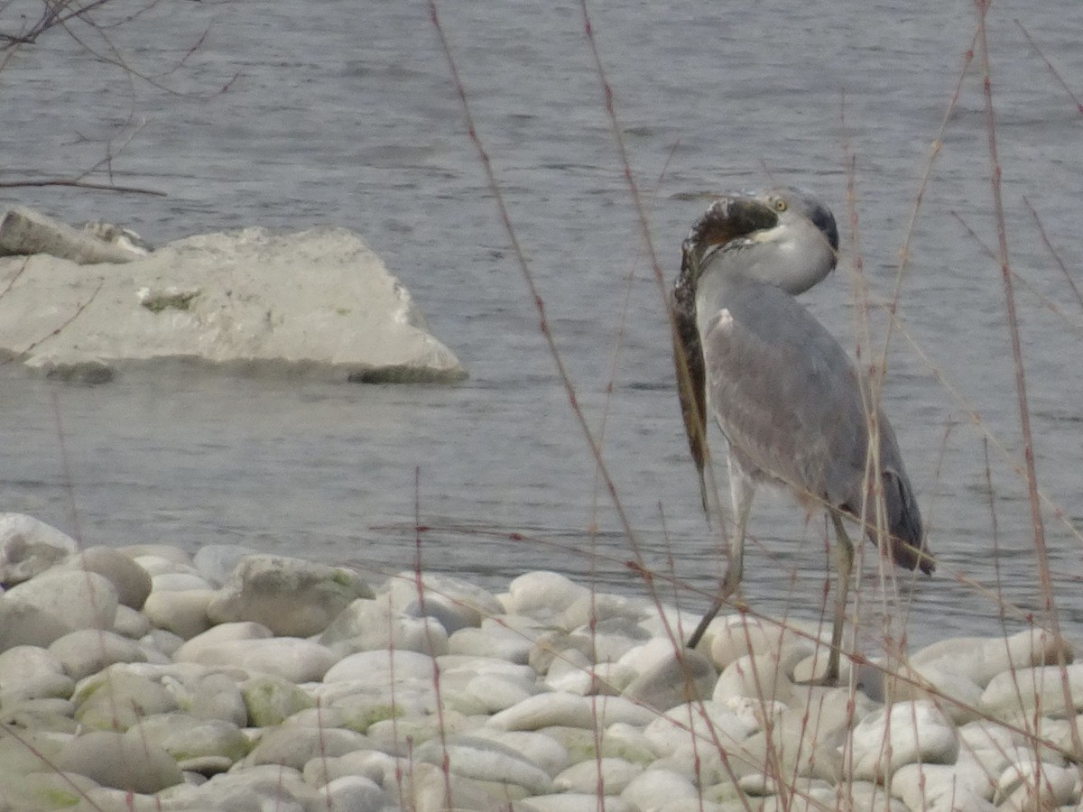 Gray Heron - Thomas Koffel