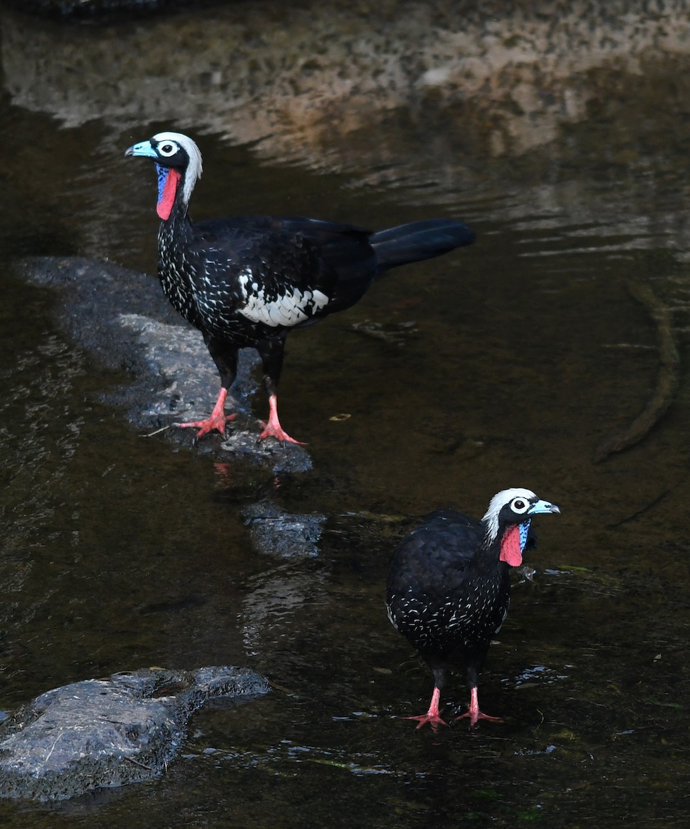 Black-fronted Piping-Guan - Joshua Vandermeulen