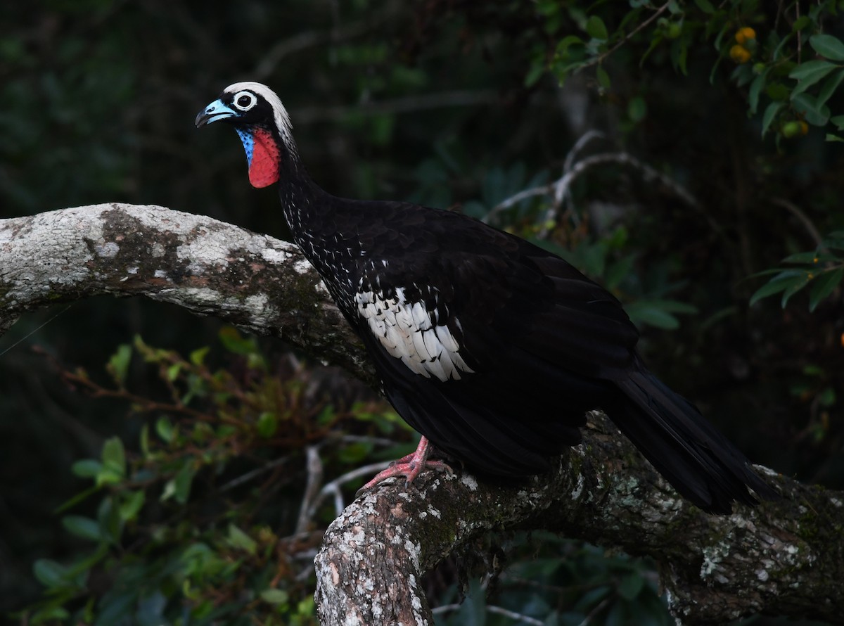 Black-fronted Piping-Guan - Joshua Vandermeulen