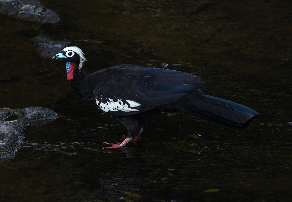 Black-fronted Piping-Guan - Joshua Vandermeulen