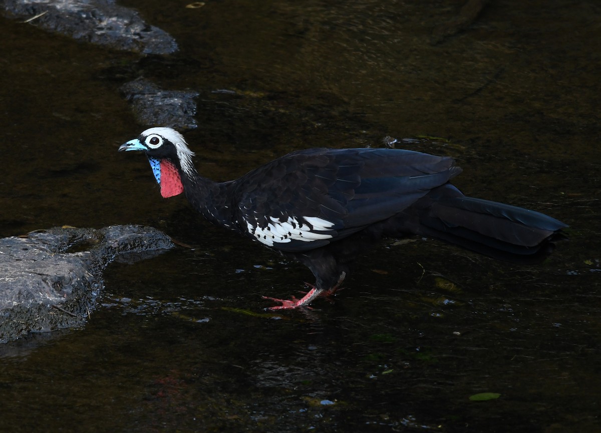 Black-fronted Piping-Guan - Joshua Vandermeulen