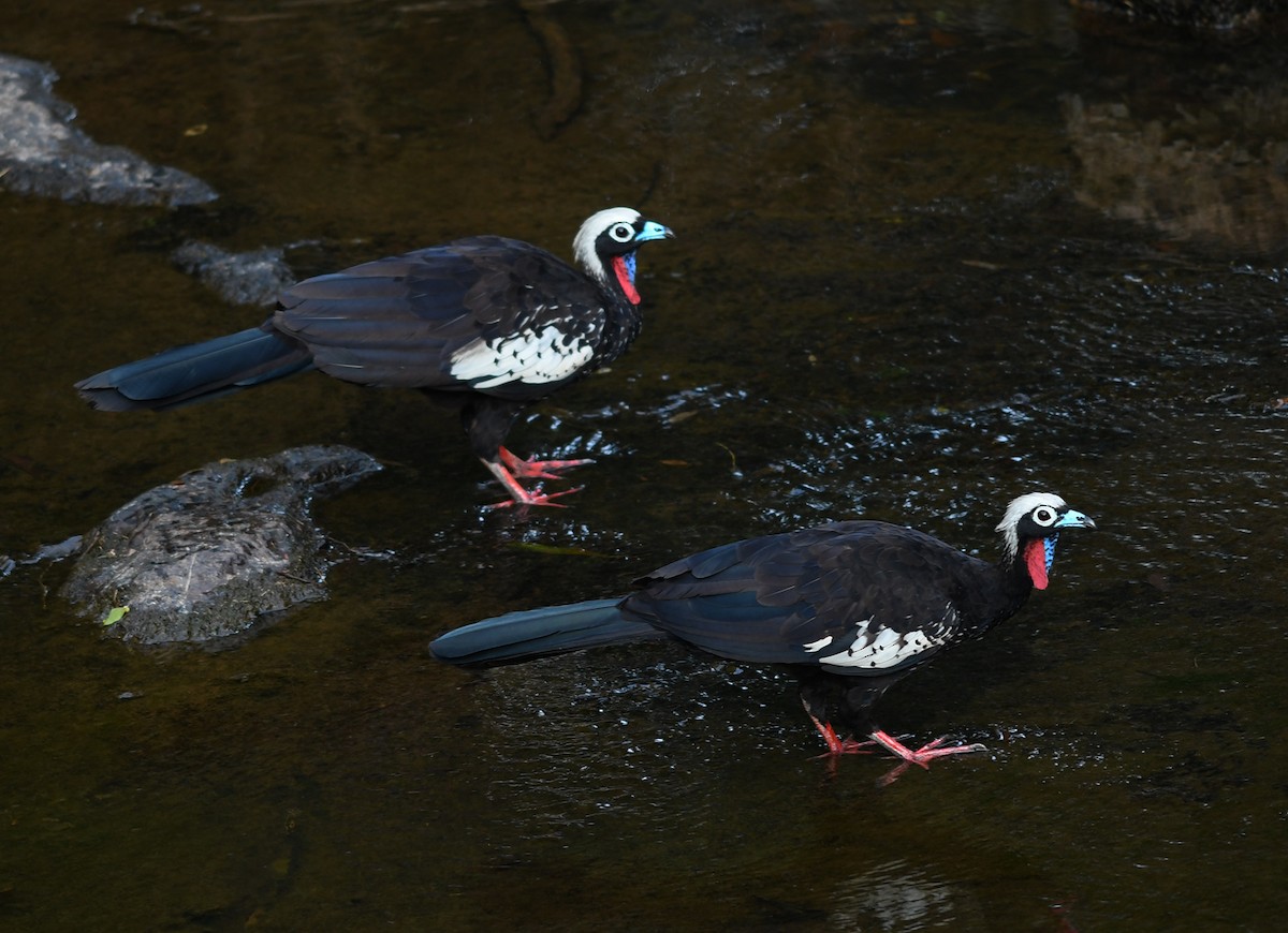 Black-fronted Piping-Guan - Joshua Vandermeulen