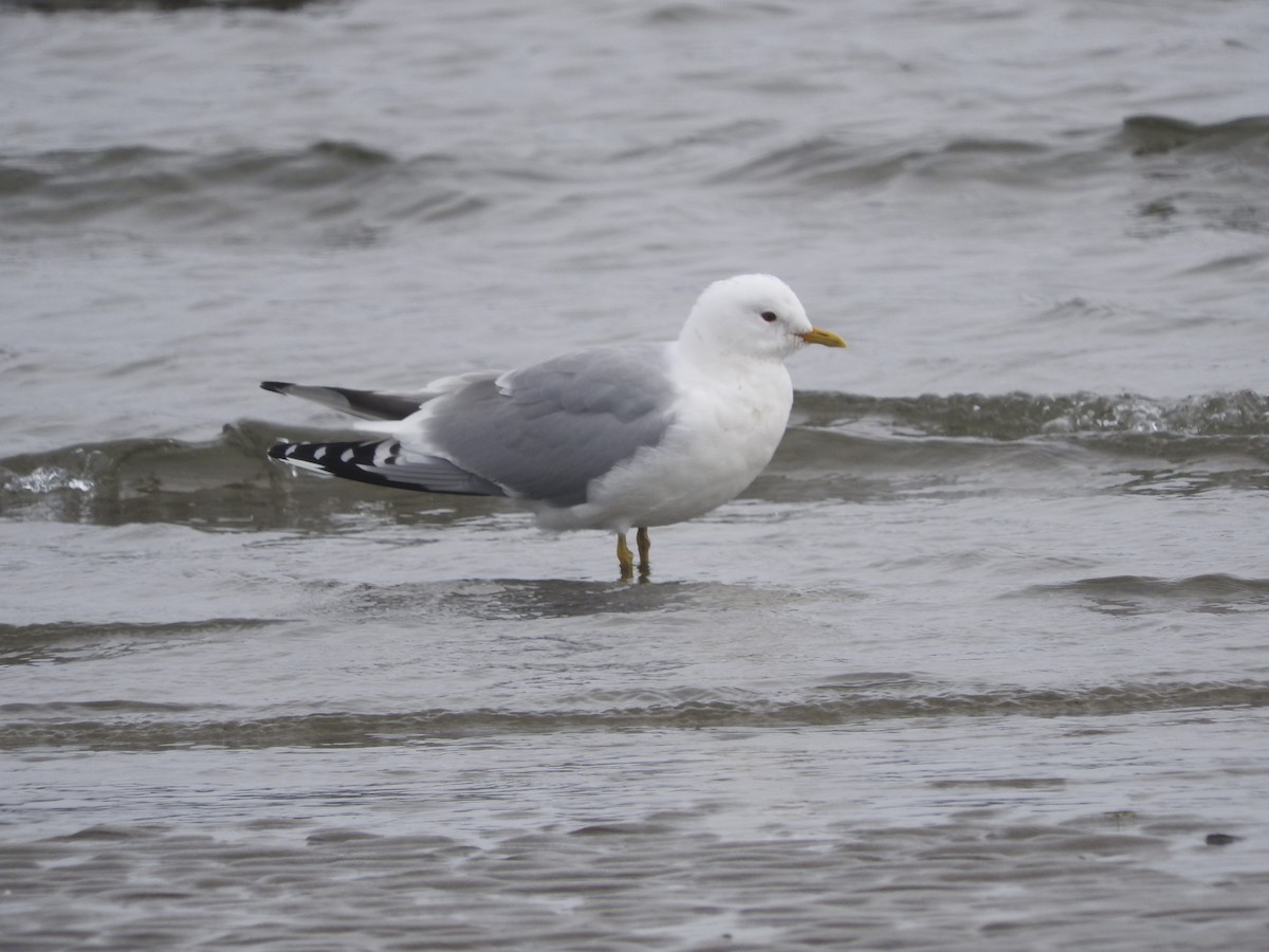 Short-billed Gull - ML53615211