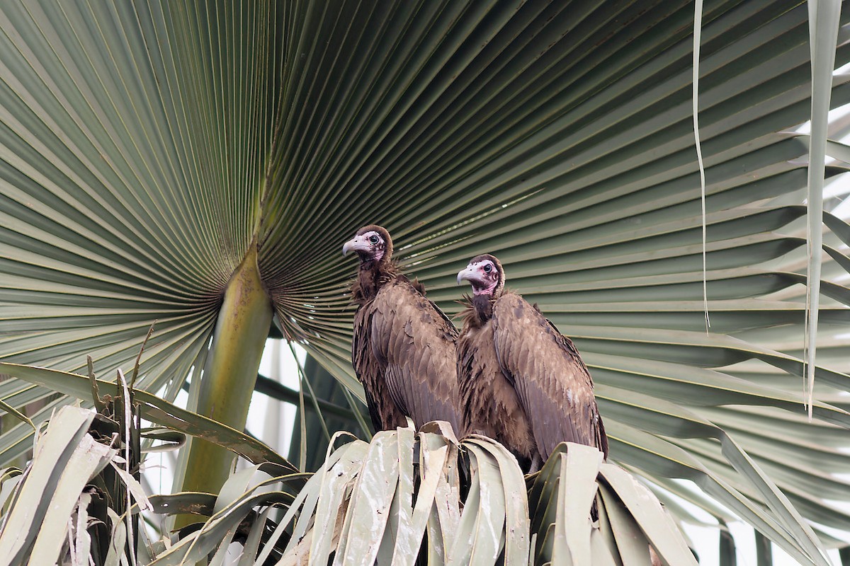 Hooded Vulture - ML536152451