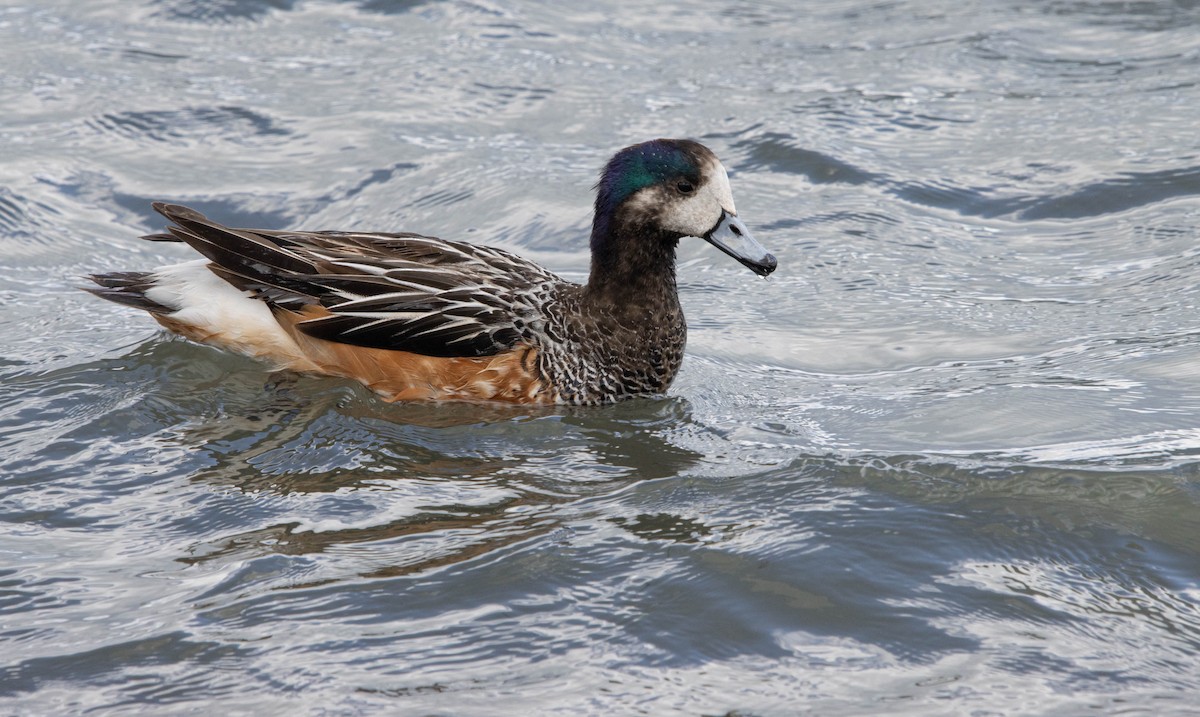 Chiloe Wigeon - ML536152701