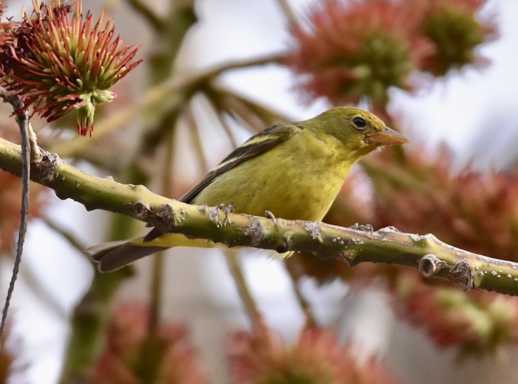 Western Tanager - ML536152771