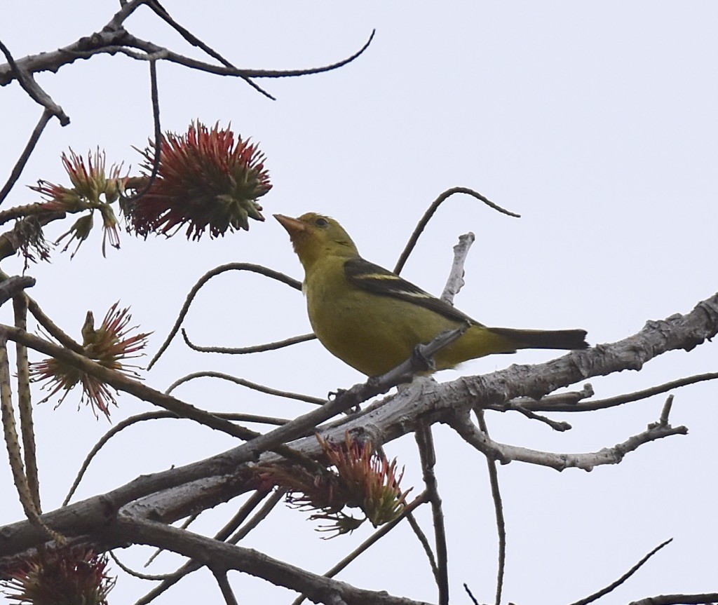 Western Tanager - ML536153161