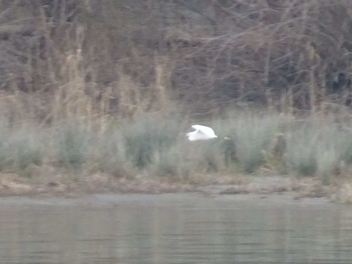 Little Egret - ML536153421