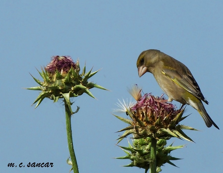 European Greenfinch - Mustafa Coşkun  Sancar