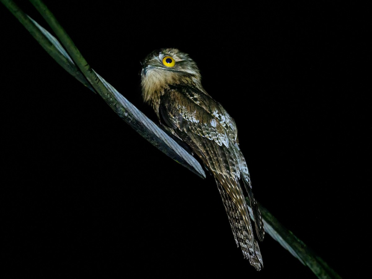 Northern Potoo - Michele Kelly