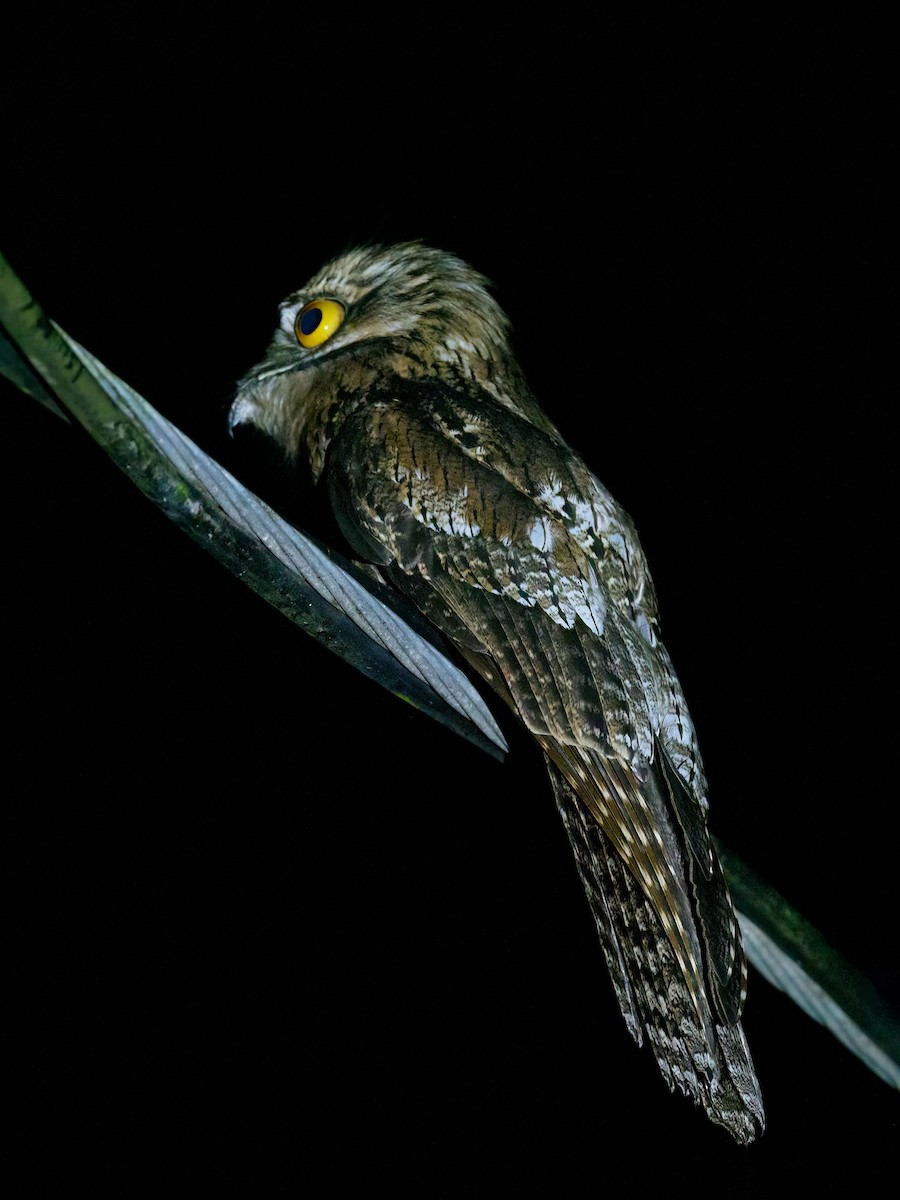 Northern Potoo - Michele Kelly
