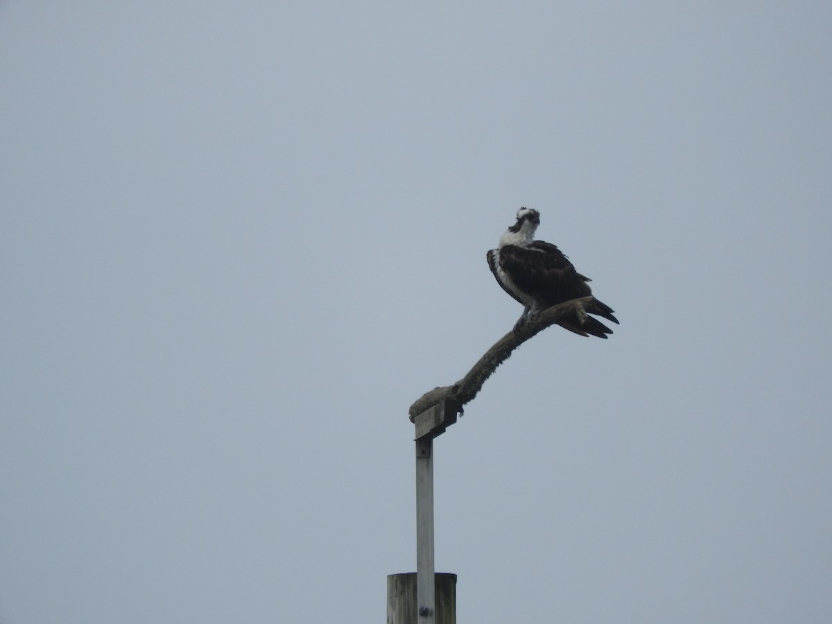 Balbuzard pêcheur - ML53615781