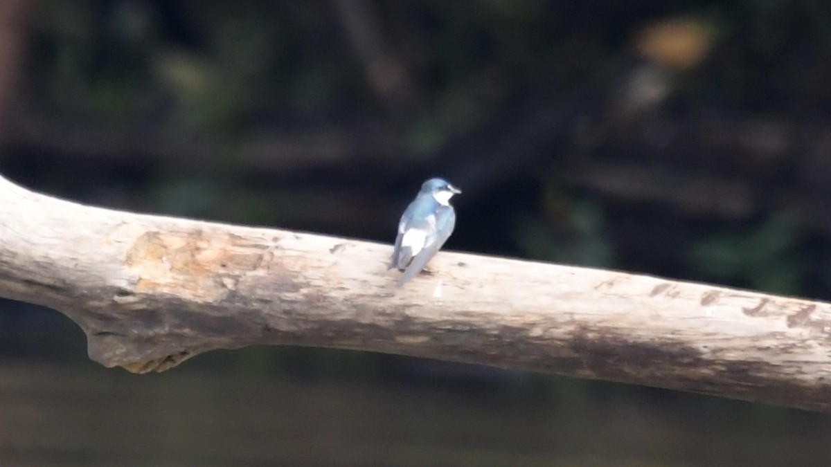 Golondrina de Manglar - ML536157941