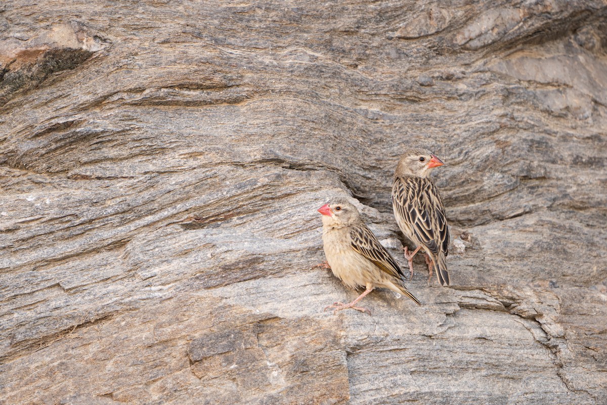 Red-billed Quelea - Elias Ludescher