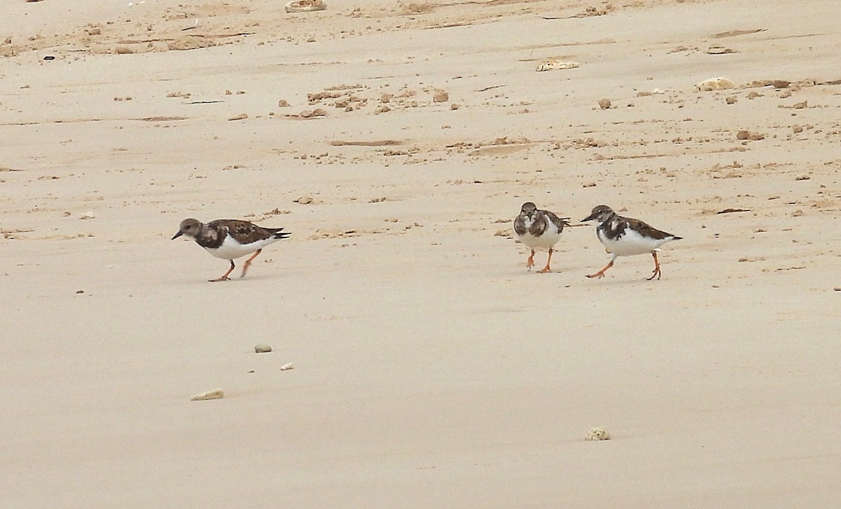 Ruddy Turnstone - Jean Iron