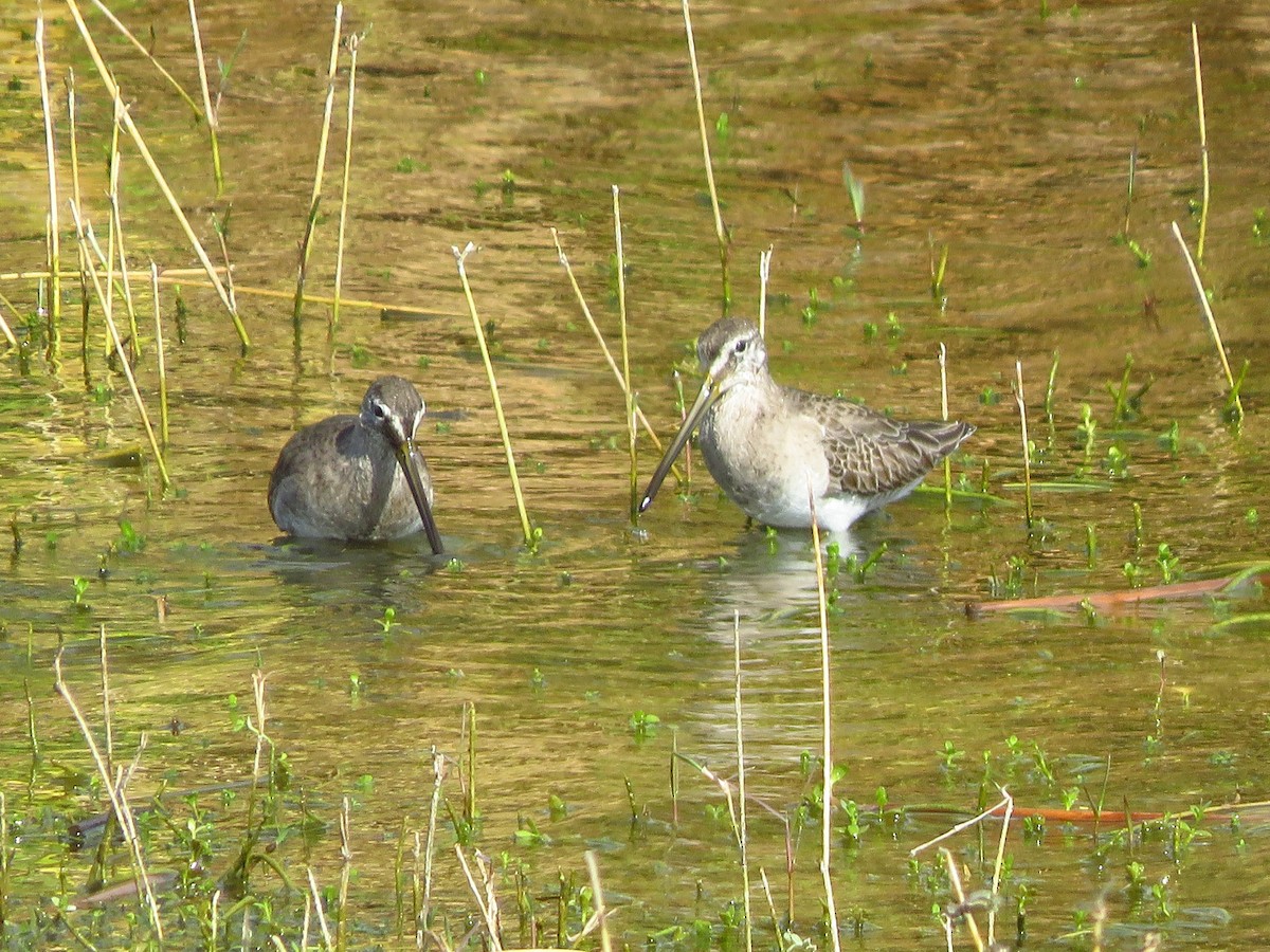 Long-billed Dowitcher - ML536161081
