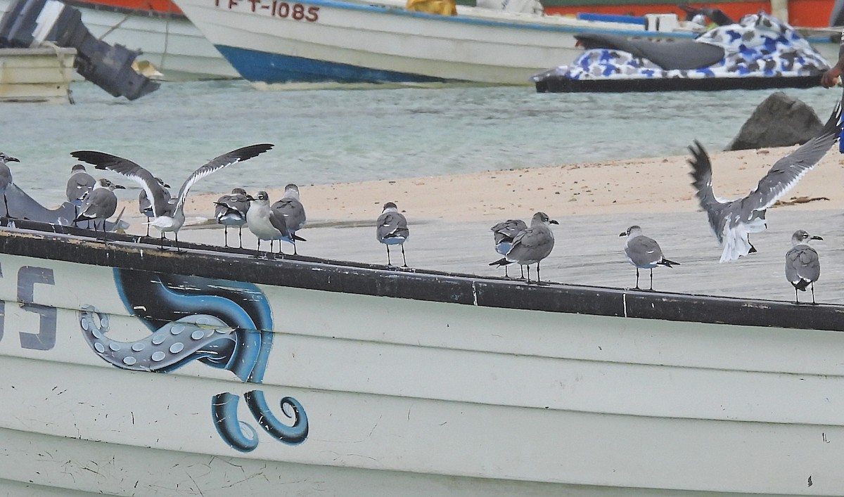 Mouette atricille - ML536161091