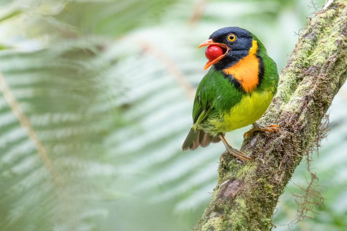 Orange-breasted Fruiteater - ML536162551