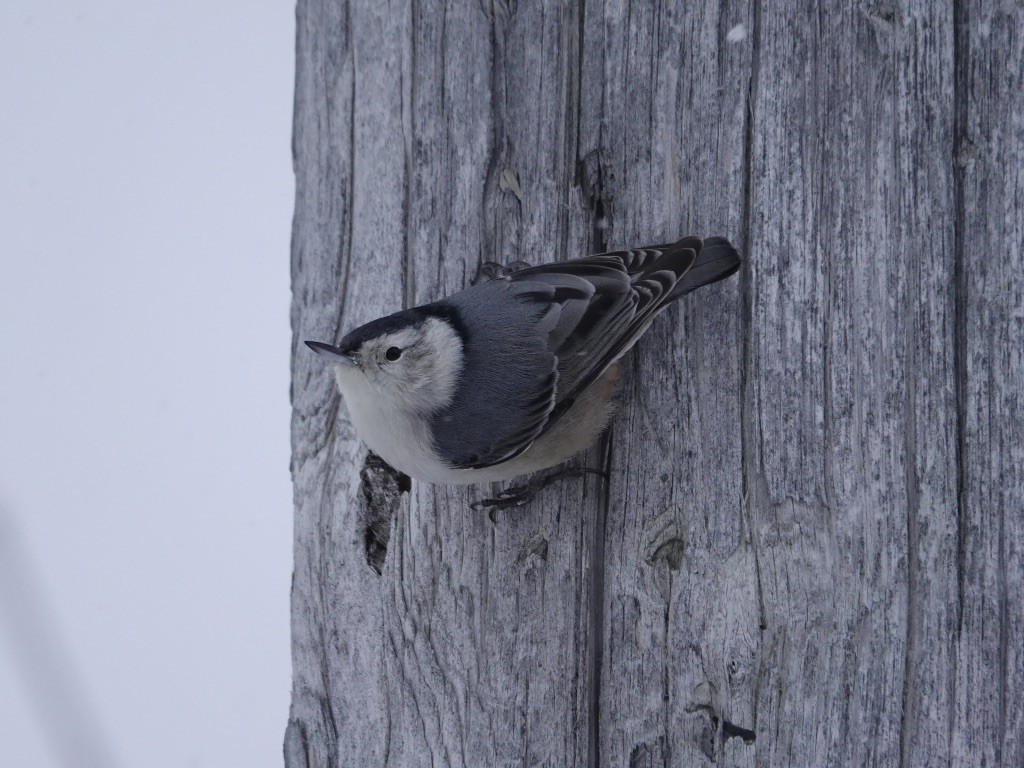 White-breasted Nuthatch - ML536164051