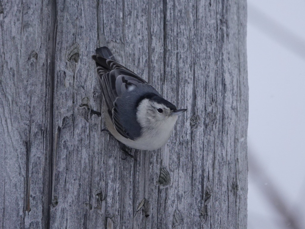 White-breasted Nuthatch - ML536164061