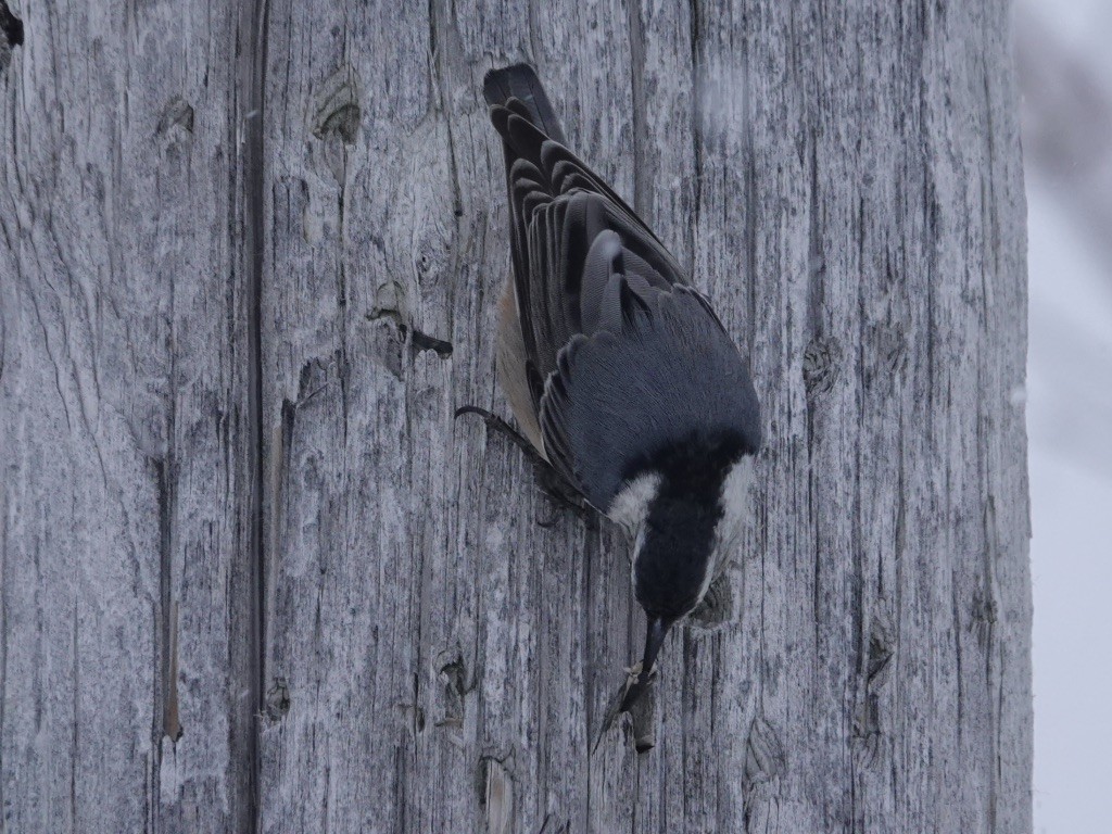 Sittelle à poitrine blanche - ML536164091