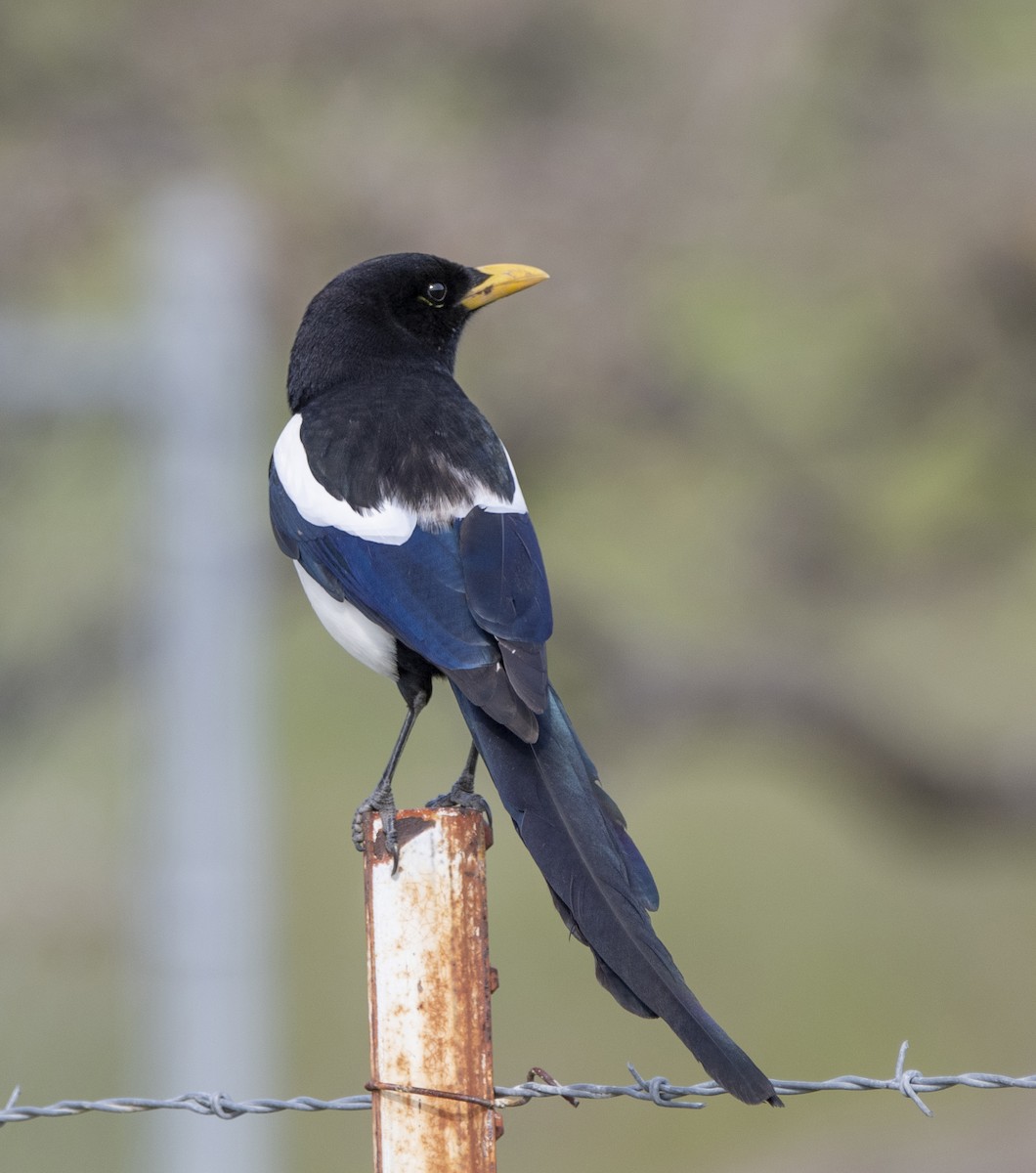 Yellow-billed Magpie - ML536164161