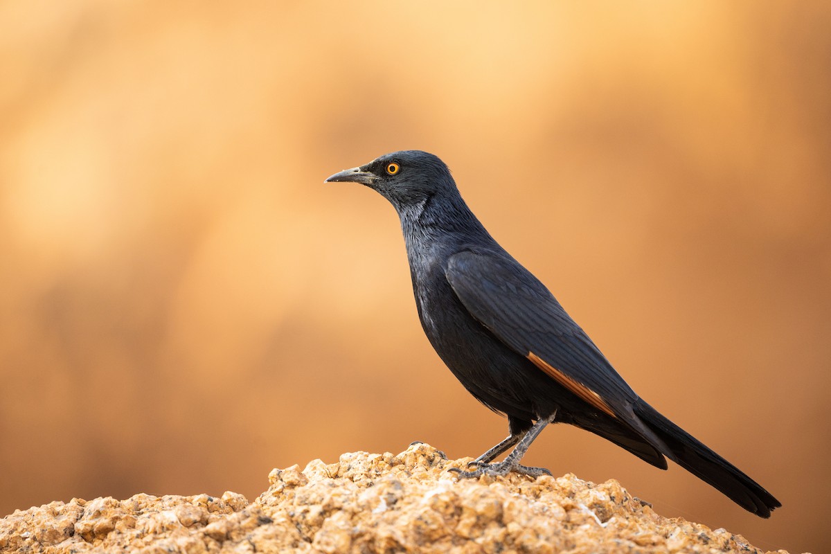 Pale-winged Starling - ML536165261