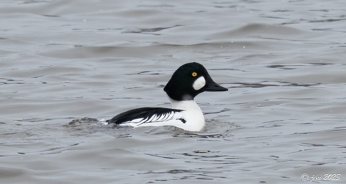 Common Goldeneye - ML536165621