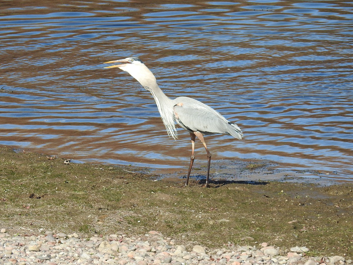 Great Blue Heron - ML536165721