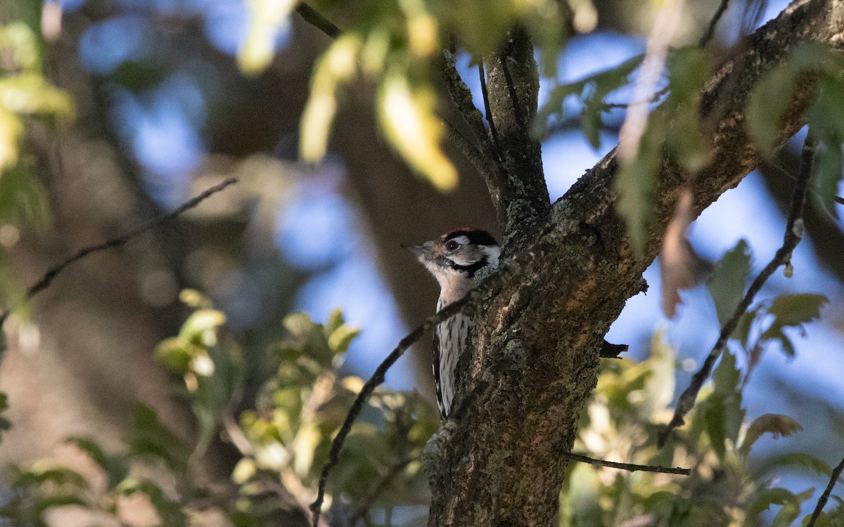 Lesser Spotted Woodpecker - ML536165871