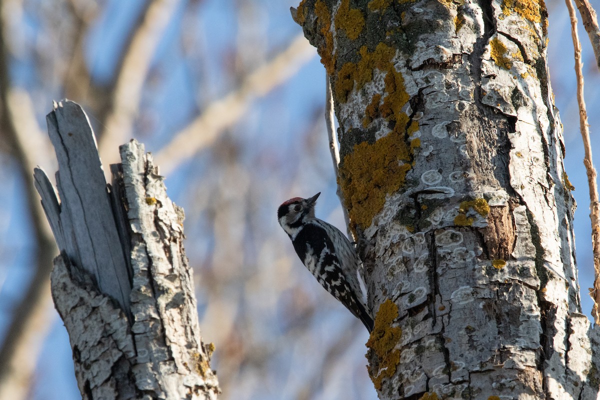 Lesser Spotted Woodpecker - ML536165921