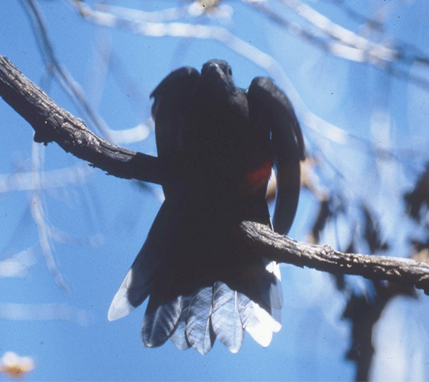 Eared Quetzal - Arizona Bird Committee Data