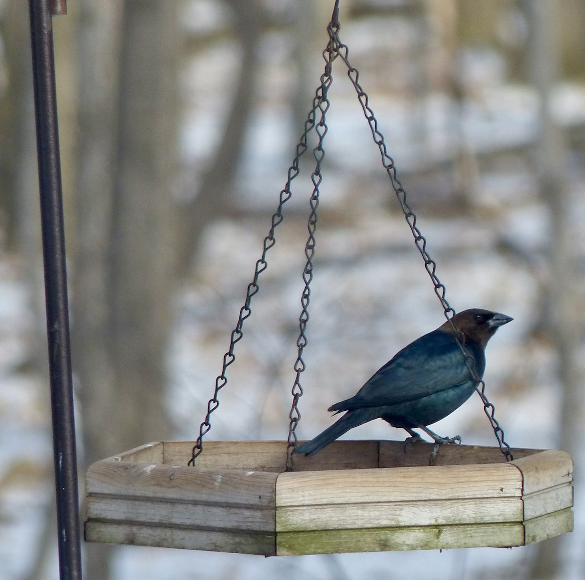 Brown-headed Cowbird - ML536170121