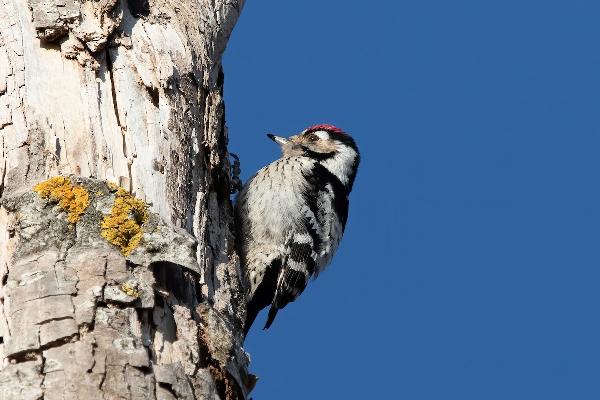 Lesser Spotted Woodpecker - ML536170311