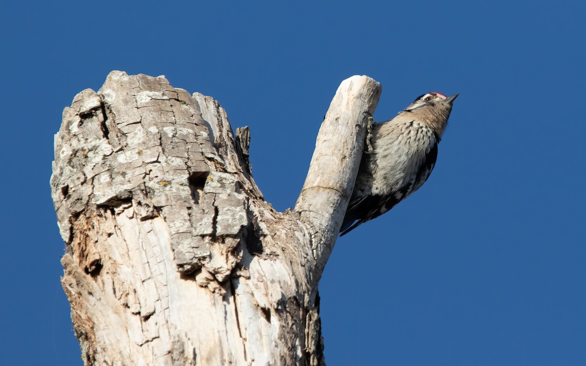 Lesser Spotted Woodpecker - ML536170341