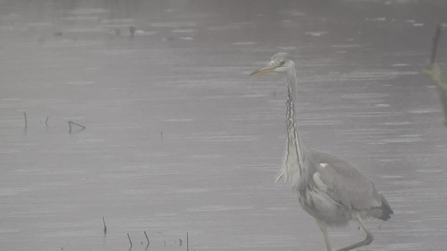 Gray Heron - ML536170471