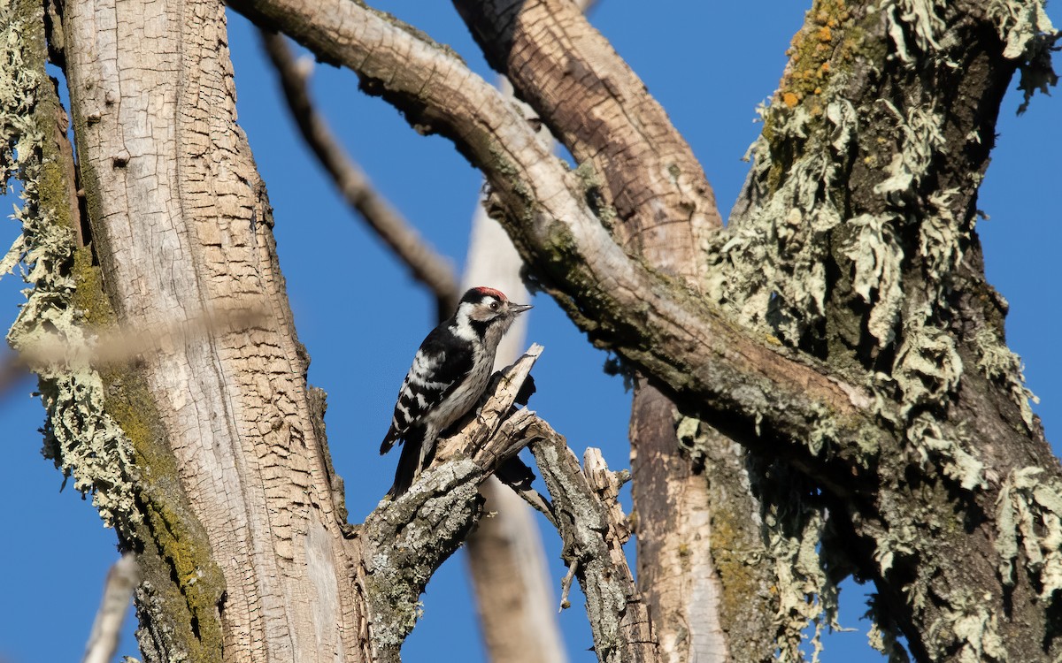 Lesser Spotted Woodpecker - ML536170531