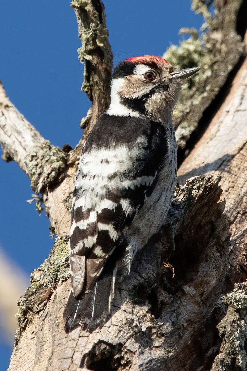 Lesser Spotted Woodpecker - ML536170541