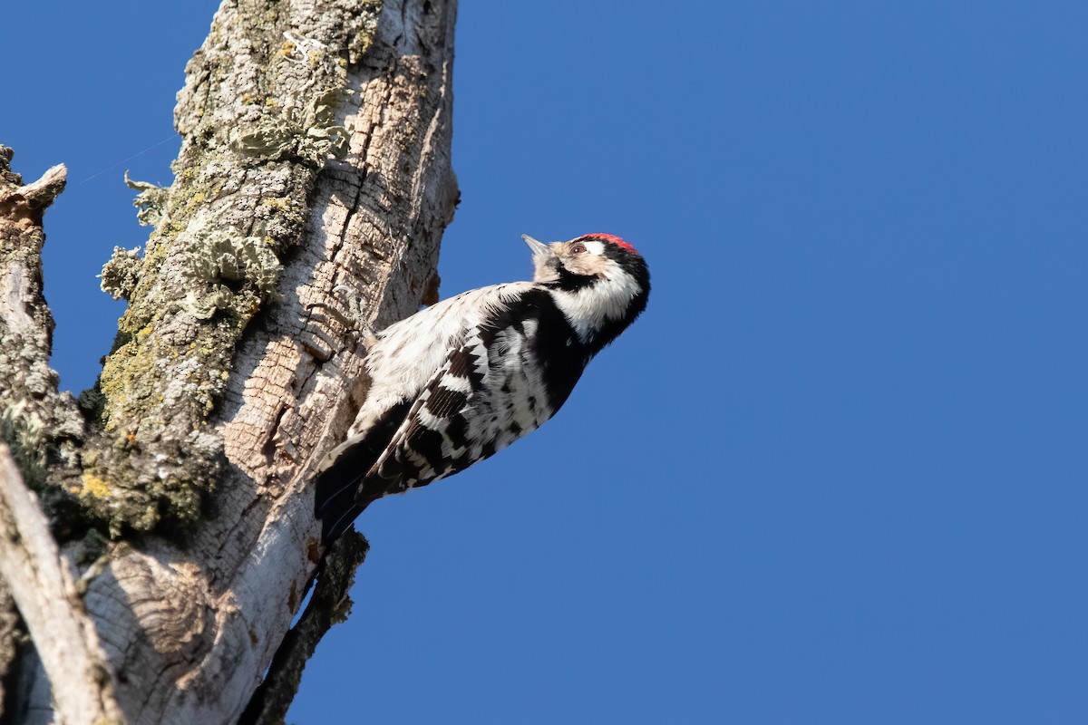 Lesser Spotted Woodpecker - ML536170561